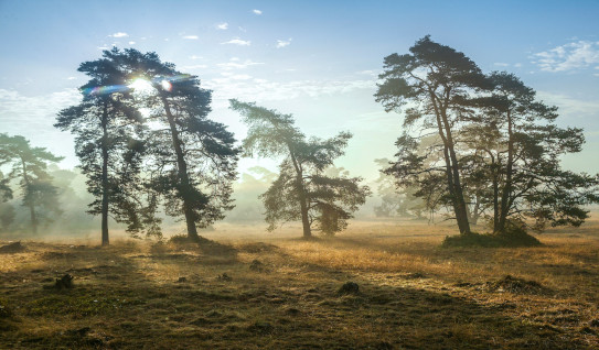 Hoge Veluwe